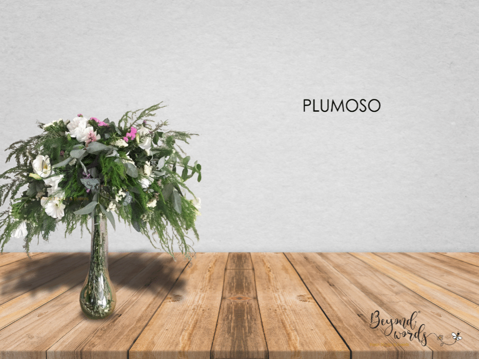 PLUMOSO